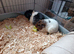 3 female guinea pigs