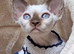 Beautiful Cinnamon Point Devon Rex Girl &ndash; Ready Now