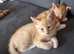 3 boy kittens