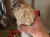 Male Coturnix Quail