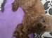 2 stunning miniature poodle boys