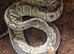 Royal python and Leopard Geckos for sale