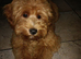 Cockapoo Toby Puppy