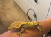 Proven Female Olive Harlequin Partial Pinstripe Crested Gecko - Frogbutt