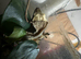 Exo Terra 90x90x45 Bioactive Crested Gecko Setup + 4 Geckos Full Setup