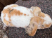 Young Mini Plysh Lops available. Hypoallergenic fur.