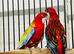 2 baby Rosellas for sale
