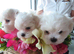 Thoroughbred male Maltese puppy for sale