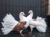 Red saddle fantails