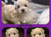 5 week old beautiful maltipoo puppies