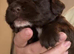 6 Sprocker spaniel pups