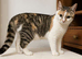 Female cat looking for home