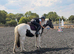 Beautiful 13hh Mare