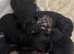 Portuguese sheepdog cross puppies