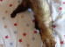 Male ferret for sale looking for a loving home