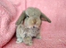 Baby mini lop rabbits for sale