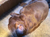 Ready now- KC Reg Cocker Spaniel - 1 Choc Boy Left