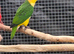 Yellow thighed caique
