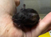 AVAILABLE: 3 Really friendly fancy male mice for sale