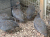 2 month old Keets