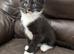 3 boy kittens READY TO LEAVE