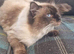 Male Ragdoll stunning temperament