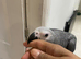1 MALE LEFT Baby African greys