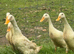 6 female Indian runner ducks