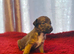 Bedlington x whippet puppies