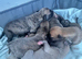 Whippet pups for sale