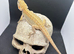 Baby bearded dragons ready