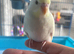Baby budgie budgerigar parakeet