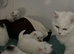 Turkish Angora x Persian