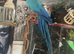 Stunning Blue & Gold Macaw – 10 Years Old