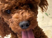 3year old health tested kc reg female toy poodle