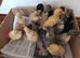 Female ducklings