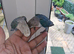 Baby love birds