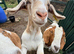 Boer x Toggenburg pet goat