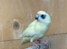 Female kakariki
