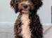 Spanish water dog KC register