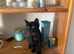 Beautiful kittens need loving homes