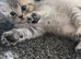 British shorthair cross