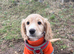 F1b cockapoo girl