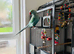 Indian Ringneck