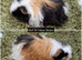 Long Haired Baby Guinea Pigs in Roche