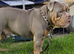 OEB STUD ZINO