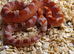 Hypo bloodred corn snake