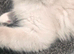 Ragdoll kittens available