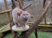 BSH for Stud champion lines