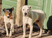 2x male parson jack russell